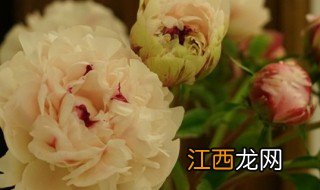 白芍药花语 什么是白芍药花语