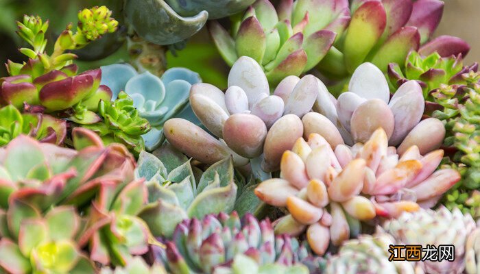 多肉浇水能浇在叶子上吗 多肉浇水多久一次