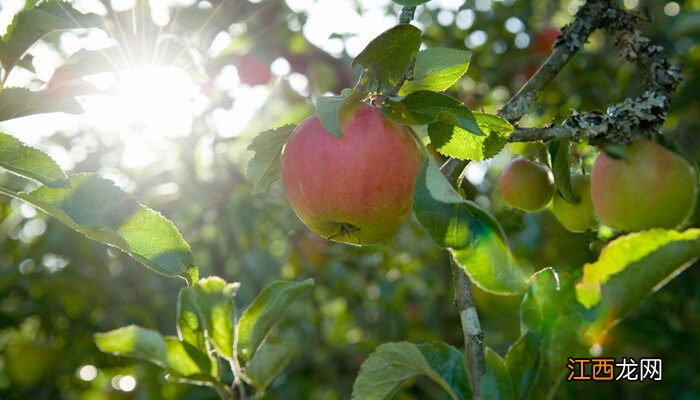 苹果树修剪技术要点 苹果树修剪技术