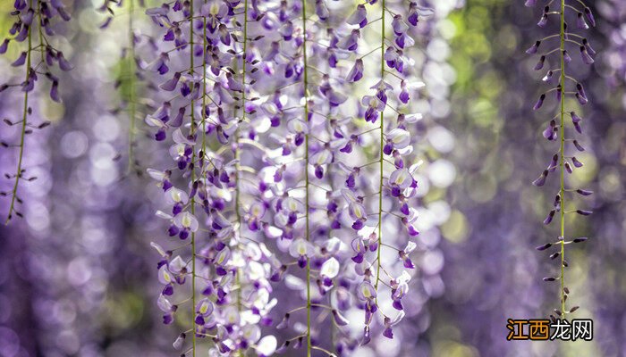 4月开花的树有哪些品种 4月开花的树有哪些