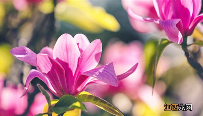 4月开花的树有哪些品种 4月开花的树有哪些