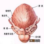 前列腺b超多少钱