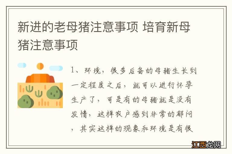 新进的老母猪注意事项 培育新母猪注意事项