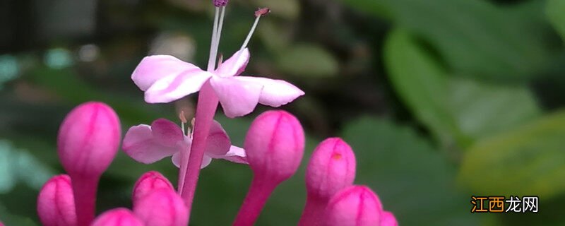 仙客来的花语和象征 仙客来的花语