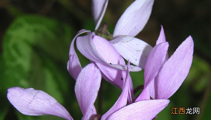 仙客来的花语和象征 仙客来的花语