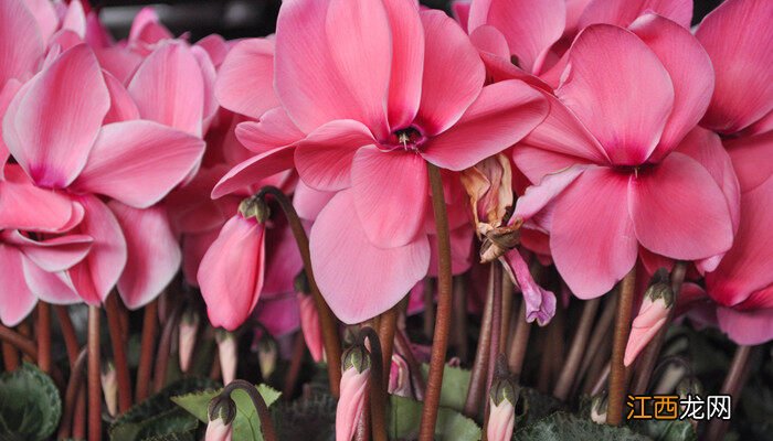 仙客来的花语和象征 仙客来的花语