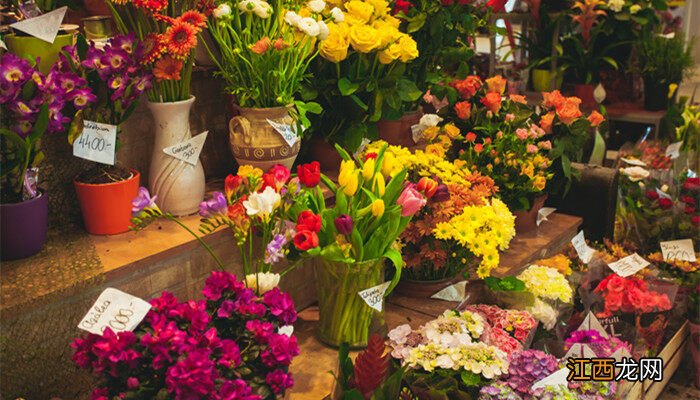 昆明室内适合养的花 昆明适合养什么花