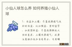 小仙人球怎么养 如何养殖小仙人球