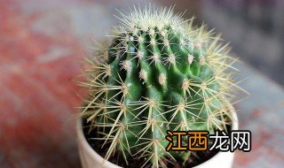 小仙人球怎么养 如何养殖小仙人球