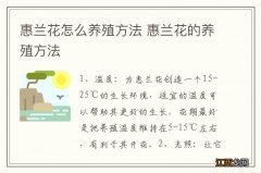 惠兰花怎么养殖方法 惠兰花的养殖方法