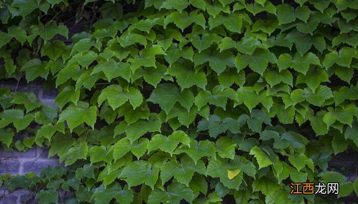 常春藤的扦插方法和注意事项 常春藤的扦插方法