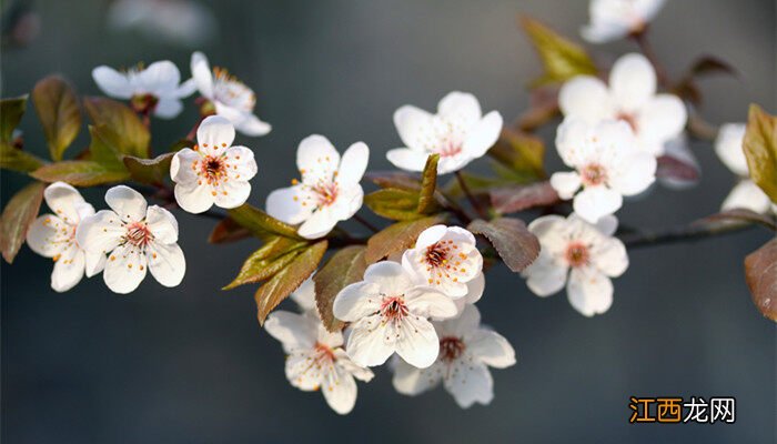 3-4月开花的植物 4月开花的植物