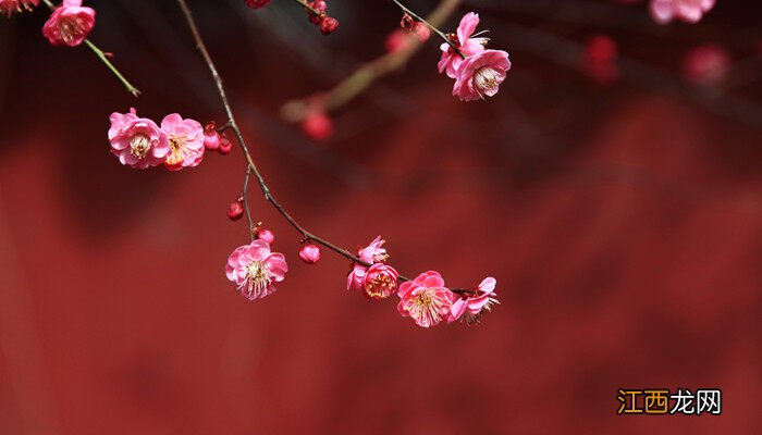 梅花盆景图片大全欣赏 梅花盆景图片