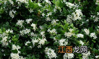 九里香花语 九里香的简介