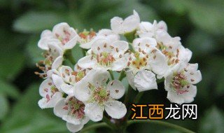 山楂花花语 山楂花的简介