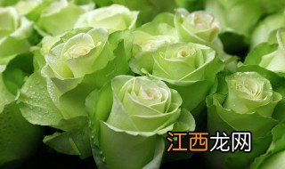 绿玫瑰花语 绿玫瑰的简介