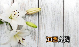 百合花的花语代表什么 关于百合花的花语介绍