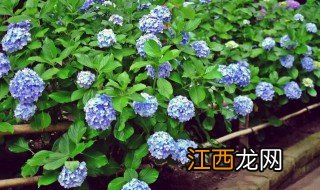 绣球花花语是什么 关于绣球花的花语