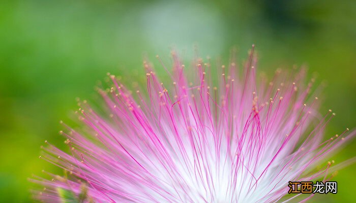 合欢花图片欣赏大全 合欢花图片欣赏