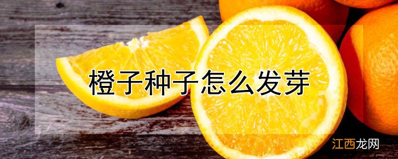 橙子种子怎么发芽