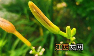 萱草花花语 萱草花花语是什么