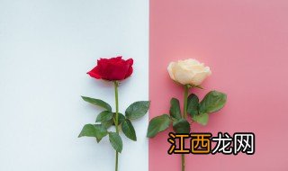 各色玫瑰花语 各种颜色玫瑰花的花语