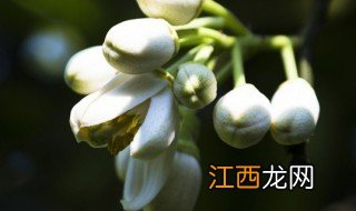 柚子花花语 柚子花花语是什么