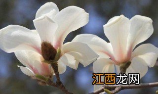 玉兰花的花语 玉兰花的花语是什么