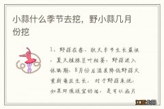 小蒜什么季节去挖，野小蒜几月份挖