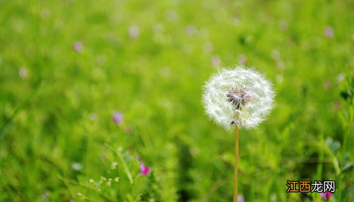 蒲公英是什么季节开花的 蒲公英是什么季节