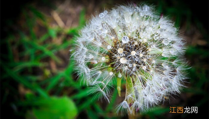 蒲公英是什么季节开花的 蒲公英是什么季节