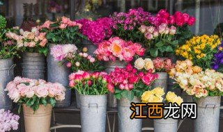 100种花语 花语大全