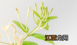 金银花花语 金银花花语是什么