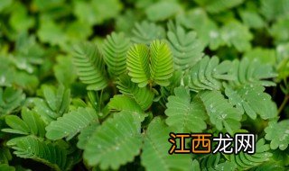 含羞草花语 含羞草花语是什么