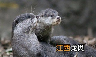 水獭怎么读 水獭是什么