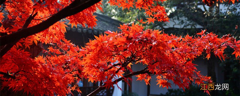 枫树图片大全图库高清 枫树图片大全图库