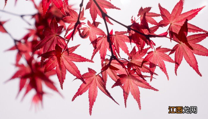 枫树图片大全图库高清 枫树图片大全图库