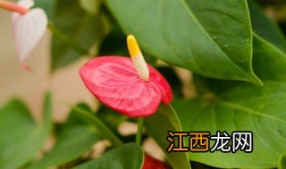 红掌花语 红掌花语是什么