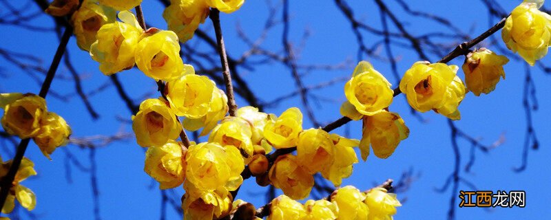 腊梅图片大全大图真实 腊梅图片