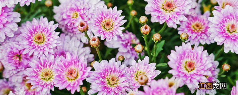 茼蒿菊图片大全大图 茼蒿菊图片