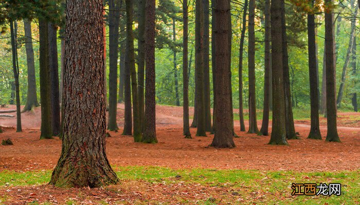 女贞图片植物图片 女贞图片