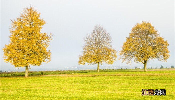 女贞图片植物图片 女贞图片