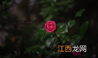 雨中赏花的心情说说 关于雨中赏花的句子