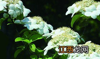 琼花的花语 琼花的花语是什么