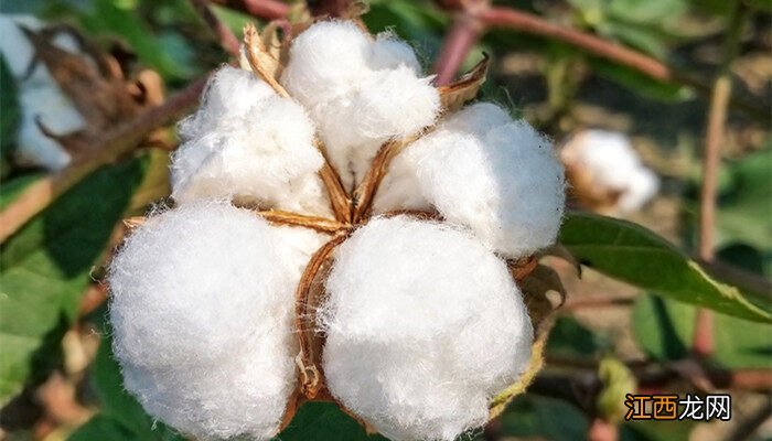 什么植物靠什么来传播种子 什么植物靠风传播种子