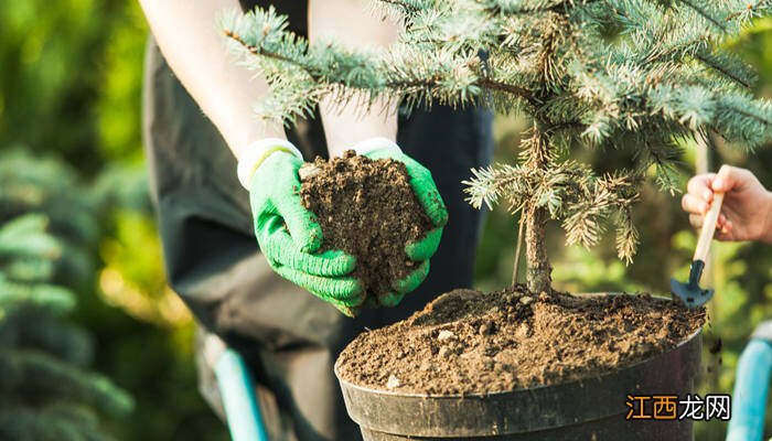 植物的一生要经历哪些过程呢 植物的一生要经历哪些过程