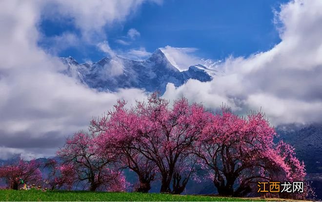 林芝桃花即将霸屏!4月,去赴这场极致的浪漫春色!