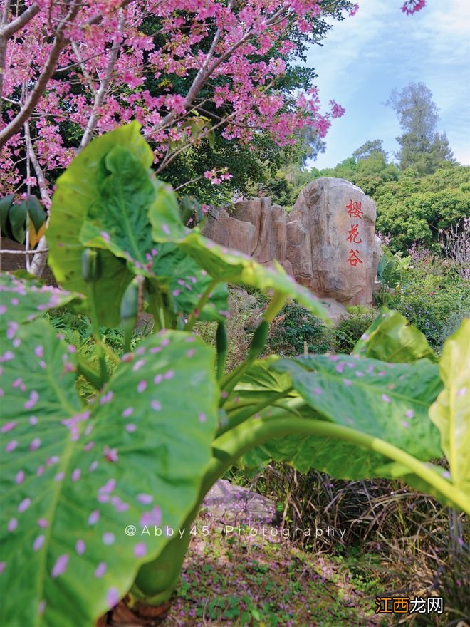 春游正当时,厦门“樱”你而美,海上明珠塔下的樱花谷花开正艳