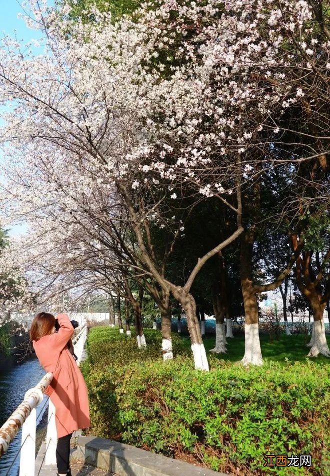 无锡漫步指南 | 樱花满城