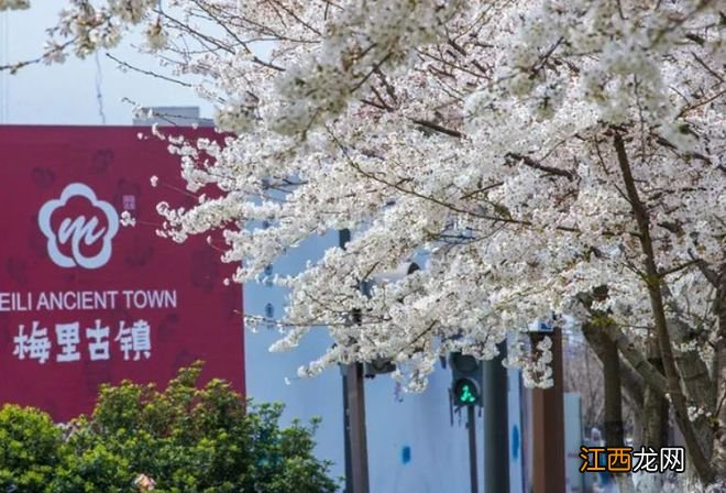 无锡漫步指南 | 樱花满城